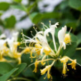 ÇOCUKLUĞUMUN KOKUSU