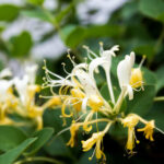 ÇOCUKLUĞUMUN KOKUSU