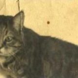 TÜRK EDEBİYATININ EN ÜNLÜ KEDİSİ: EDİBE
