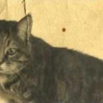TÜRK EDEBİYATININ EN ÜNLÜ KEDİSİ: EDİBE